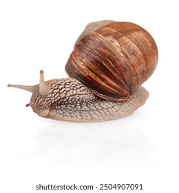 Garden snail isolated on white. Helix pomatia also Roman snail, Burgundy snail, edible snail or escargot.