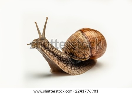 Garden snail isolated on white. Helix pomatia also Roman snail, Burgundy snail, edible snail or escargot.