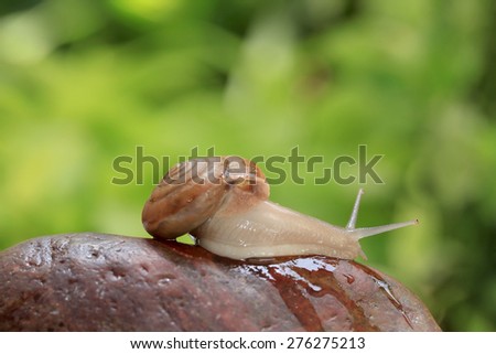 Garden snail on stone with green background.