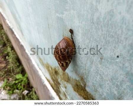 garden snail on the wall background