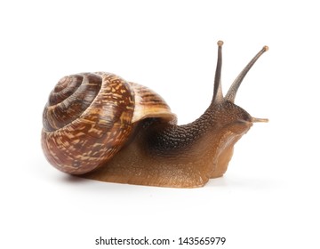 Garden Snail On White Background