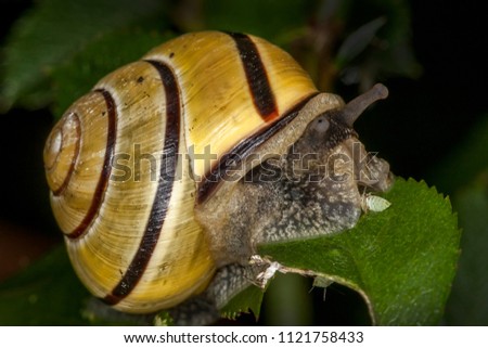 garden snail which mollusc gastropod insect stock photo edit now