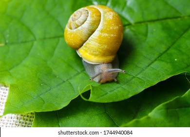 Garden Snails. Large, Medium And Small. Close Up On Green Leaves. Macro, Concept, Clean Ecology.