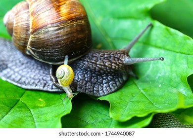 Garden Snails. Large, Medium And Small. Close Up On Green Leaves. Macro, Concept, Clean Ecology.