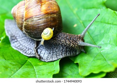 Garden Snails. Large, Medium And Small. Close Up On Green Leaves. Macro, Concept, Clean Ecology.