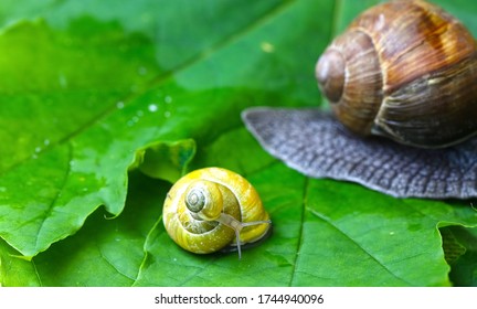 Garden Snails. Large, Medium And Small. Close Up On Green Leaves. Macro, Concept, Clean Ecology.