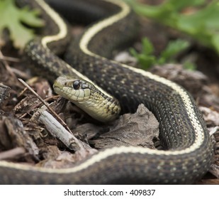 Garden Snake Stock Photo 409837 | Shutterstock