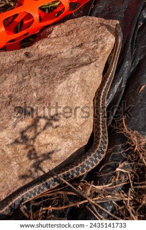 A Garden Snake slithering up on a warm rock during summer