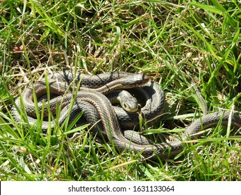 Garden Snake Images Stock Photos Vectors Shutterstock