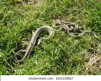 Garden Snake Images Stock Photos Vectors Shutterstock