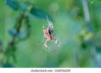 A garden spider, Araneus diadematus, aka cross orb weaver, sat at the centre of a damaged orb web. It is waiting for other invertebrate life to becaught by the sticky web for food