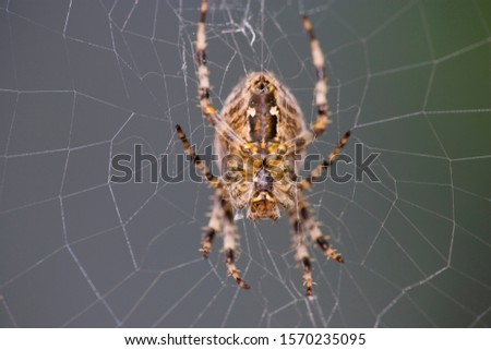 Similar – Image, Stock Photo cross spider Animal Spider