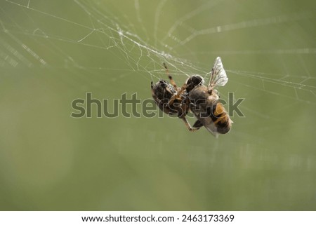 Similar – Foto Bild Geisterflieger Biene