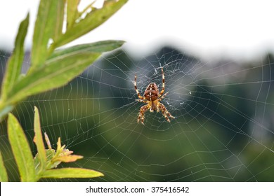 Garden Spider In The Cobweb