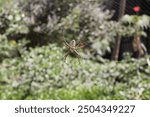 garden spider (cross spider, Araneus diadematus) spider