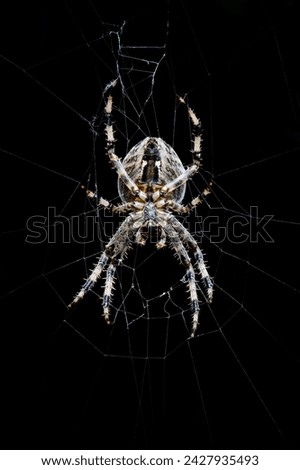 Garden Spider Cross Spider  Araneus diadematus isolated on plain black background