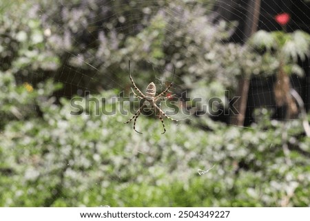 garden spider (cross spider, Araneus diadematus) spider