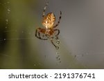 A garden spider, cross spider, sits and lurks on its web, a common orb-weaving spider, macro, close up, portrait, also called diadem spider, orangie, and crowned orb weaver; Araneidae, Araneus diadema