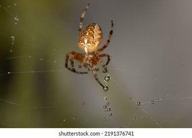 A garden spider, cross spider, sits and lurks on its web, a common orb-weaving spider, macro, close up, portrait, also called diadem spider, orangie, and crowned orb weaver; Araneidae, Araneus diadema
