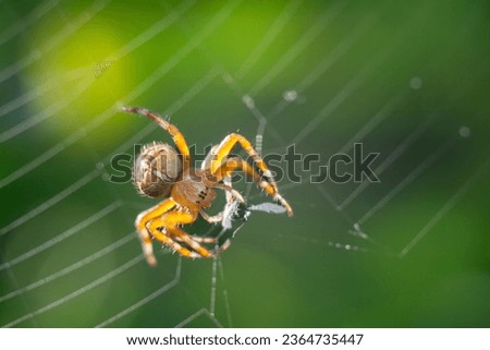 Garden spider in front of green background, garden spider catching its prey, selective focus