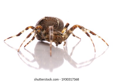 Garden Spider Isolated On A White Background