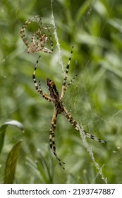 Garden Spider, Juvenile With Her Exoskeleton 