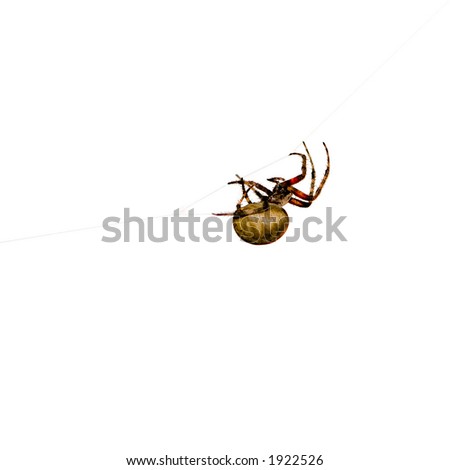 Garden Spider - Larinioides ~ Orb Weaver, Araneus