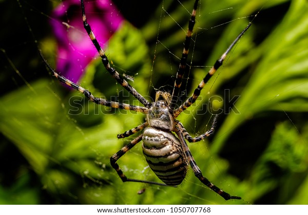 Garden Spider Natural Habitat Yellow White Stock Photo Edit Now