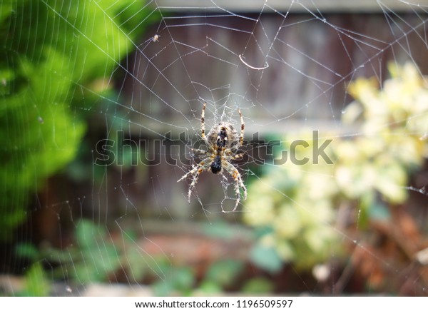 Garden Spider On Cobweb Windy Cloudy Stock Photo Edit Now 1196509597