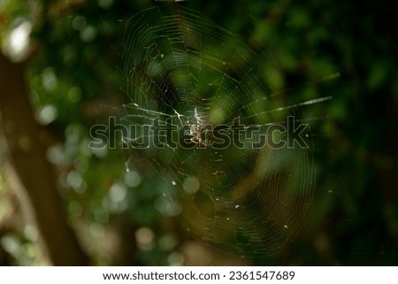 Garden spider on the spiderweb in the garden, Araneus diadematus is commonly called the European garden spider, cross orbweaver