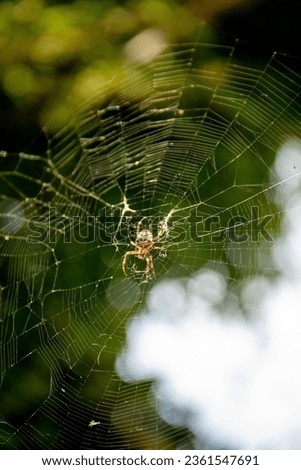 Garden spider on the spiderweb in the garden, Araneus diadematus is commonly called the European garden spider, cross orbweaver