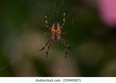 Garden Spider On Web UK