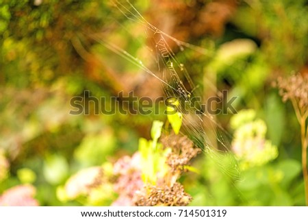 Similar – Image, Stock Photo Illuminated Anigozanthos 2