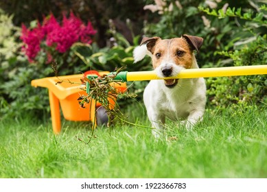 Garden spring clean up concept with dog cleaning from old plants backyard lawn with rake