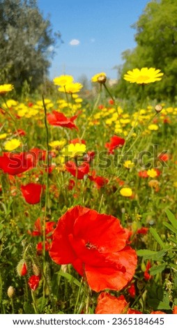 Similar – Image, Stock Photo Lemon butterfly fluttering in blue sky over corn poppy