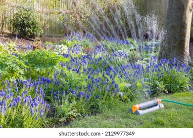 Garden sprinkler watering a flowerbed with muscari flowers in a UK garden in spring