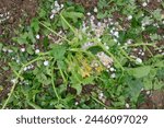 Garden squash foliage on the ground after a hailstorm