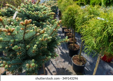 Garden Store Centre With Many Of Yang Coniferous Trees