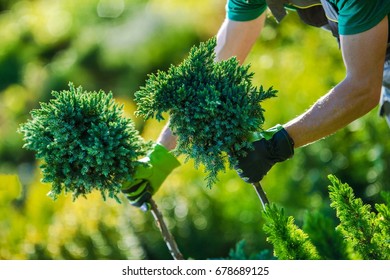 Garden Store Shopping. Caucasian Garden Designer Choosing Right Plants For His Garden Project.