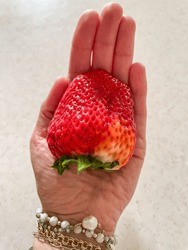 Garden Strawberry (Fragaria × Ananassa) Is A Widely Grown Hybrid Species Of The Genus Fragaria, Collectively Known As The Strawberries, Which Are Cultivated Worldwide For Their Fruit.