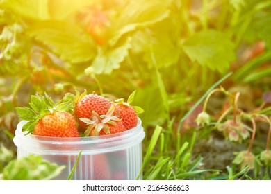 The garden strawberry (Fragaria ananassa) is a widely grown hybrid species of the genus Fragaria, collectively known as the strawberries, which are cultivated worldwide for their fruit. - Shutterstock ID 2164866613