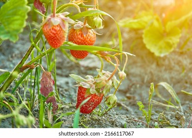 The garden strawberry (Fragaria ananassa) is a widely grown hybrid species of the genus Fragaria, collectively known as the strawberries, which are cultivated worldwide for their fruit. - Shutterstock ID 2166117067