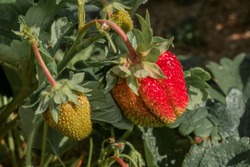Garden Strawberry (Fragaria X Ananassa) In Orchard