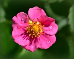 Garden Strawberry ( Fragaria X Ananassa ) Pink Flower With Rain Drop Growing In The Park. Decorative Strawberry Pink Panda. Macro. Selective Focus. 
