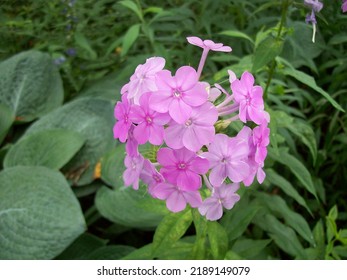 A Garden Of Tall, Elegant Phlox