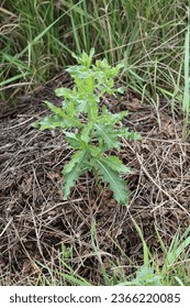 Garden thistle wheed on stack of grass