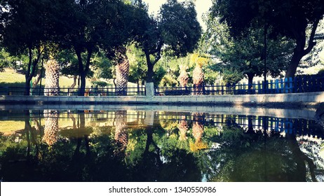 Garden through reflection