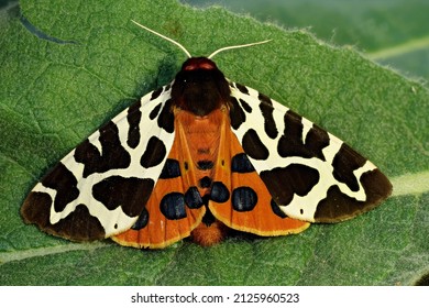  Garden Tiger Moth ( Arctia Caja , Brauner Bär )