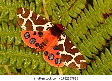 Garden Tiger Moth Colorful Night Butterfly Or Or Arctia Caja With Open Wings With Conspicuous Pattern Frightening Predators