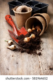 garden tools, peat pots, ground ,   plant the bulbs for planting  on the old wooden background